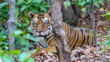 Sanjoy Dubri National Park with Bandhavgarh