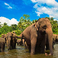 Sri Lankan Delight Tour Image