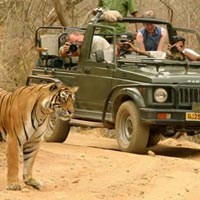 Ranthambore Wildlife Tour