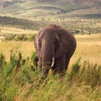 Mara - Nakuru - Samburu - Aberdares - Amboseli - Tsavo West - Nairobi Tour