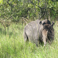 The Big Five Wildlife Wilderness Uganda Tour