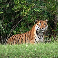 Sundarban 2 Nights a.. - Kolkata - Godkhali -..