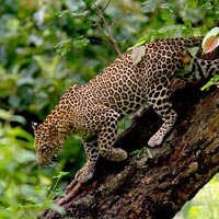 South India Wildlife Tour