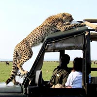 Camping Safaris Tour