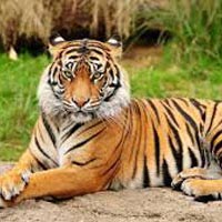 Indian Tiger Tour