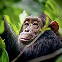 Uganda Chimps and wildlife Tour