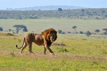 2 Days Masai Mara Budget Safari Kenya