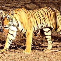 Golden Triangle & Ranthmore Tiger Tour