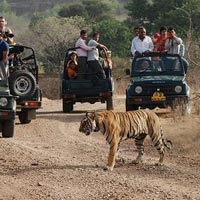 Tiger Trails Tour