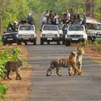 Maharashtra Wildlife Tour