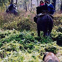 Jungle Tour / Safari Himalayan Dooars -2