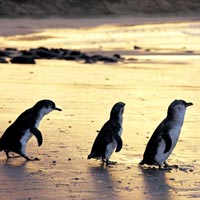 Phillip Island Penguin Parade Tour