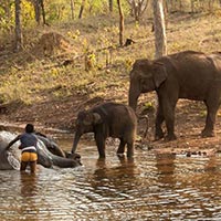 Satpura National Park Jungle Safari Tour