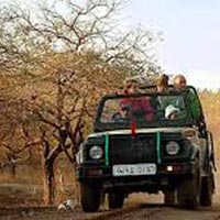 Wildlife Safari in Gujarat Tour