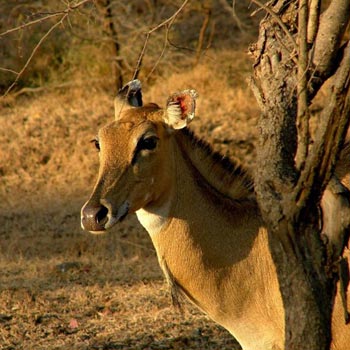Best of Gujarat With Wildlife Tour