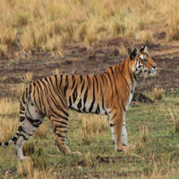 Bandhavgarh Safari Tour