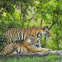 Satpura Tiger Reserve Tour
