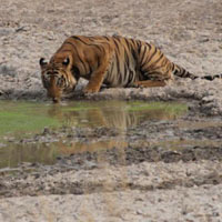 Sariska Tiger Reserve Tour