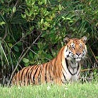 Sundarbans Weekend Tour