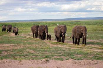 3 Days 2 Nights Amboseli National Park Tour
