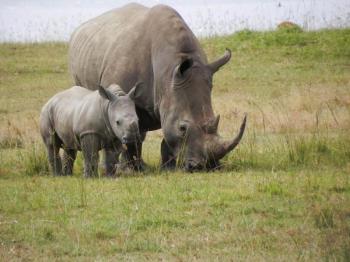 Lake Nakuru Safari Package