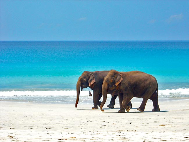 Elephant Beach Tour Package