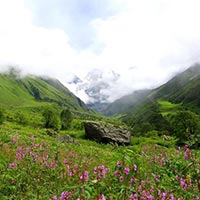 Valley of Flowers 