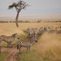 3 days Masai Mara Budget Camping Tour| Masai Mara budget camping Safari
