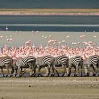 Discover The Secrets of Northern Tanzania Tour