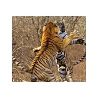Rajasthan Wildlife Tour Package with Agra