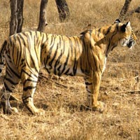 Tigers of Ranthambore Tour