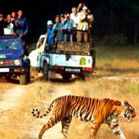 Escape with Tigers of Ranthambore