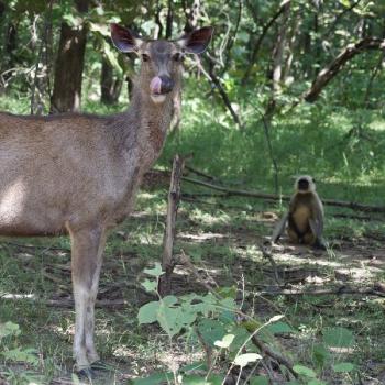 Panna National Park Tour