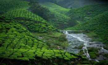 Munnar and Kolukkumalai Tour