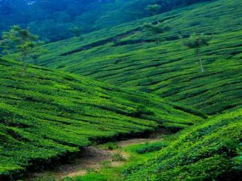 Theni and Munnar Package