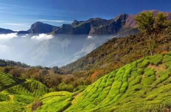 2 Night 3 Days- Munnar Tour Package