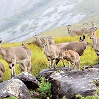 South India Wildlife Tour