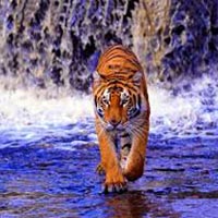 Sunderbans Jungle Camp Tour Package