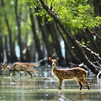 Wildlife Tours Bengal
