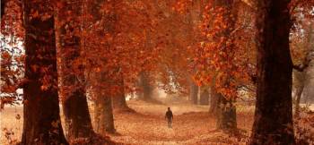 Kashmir Autumn Carni.. - Srinagar,Gulmarg,Pah..
