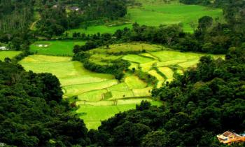 Blissful Days in Coorg Tour