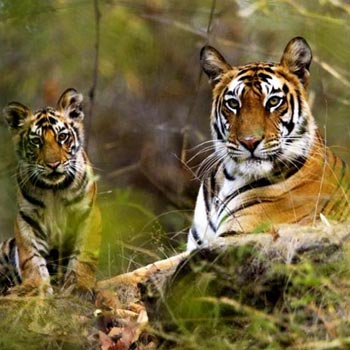 15 Days Wildlife Tour of India