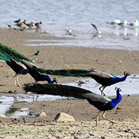 Golden Triangle Tour With Bharatpur & Ranthambore