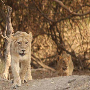 Short Escape to Gir Package
