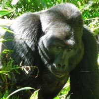 Rwanda Gorillas Safari Tour