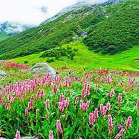 Valley Of Flowers Tour