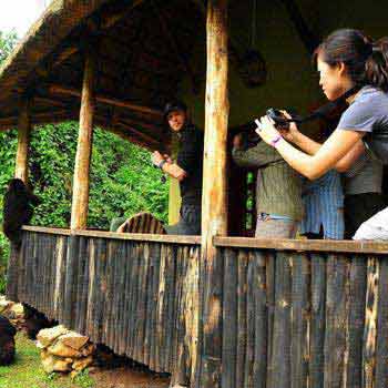 Uganda and Rwanda Primate, Gorilla Tracking and Game viewing tour