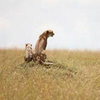 3 Days Masai Mara Safari Kenya Tour