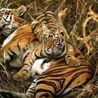 Kolkata Shantiniketan and Sundarban Forest Tour