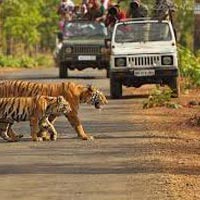 Maharashtra Wildlife Tour